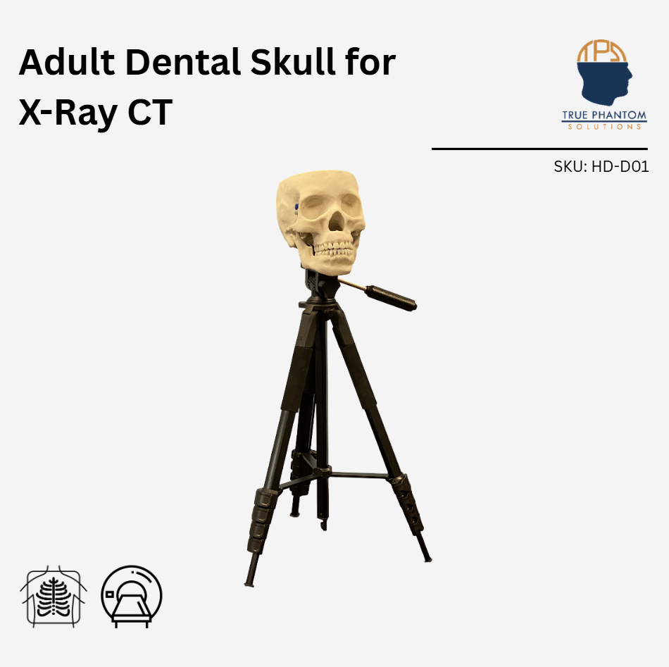 Adult Dental Skull for X-Ray CT