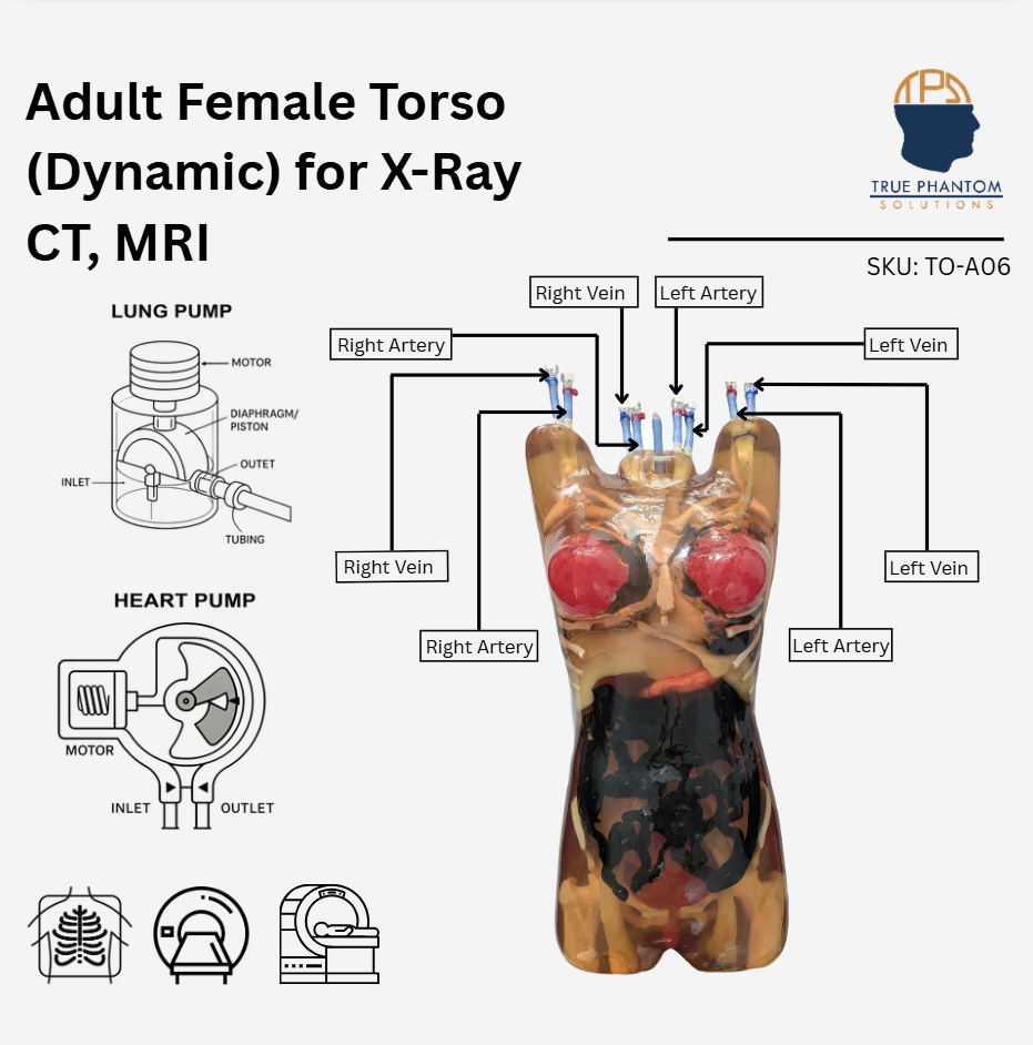 Adult Female Torso (Dynamic) for X-Ray CT, MRI