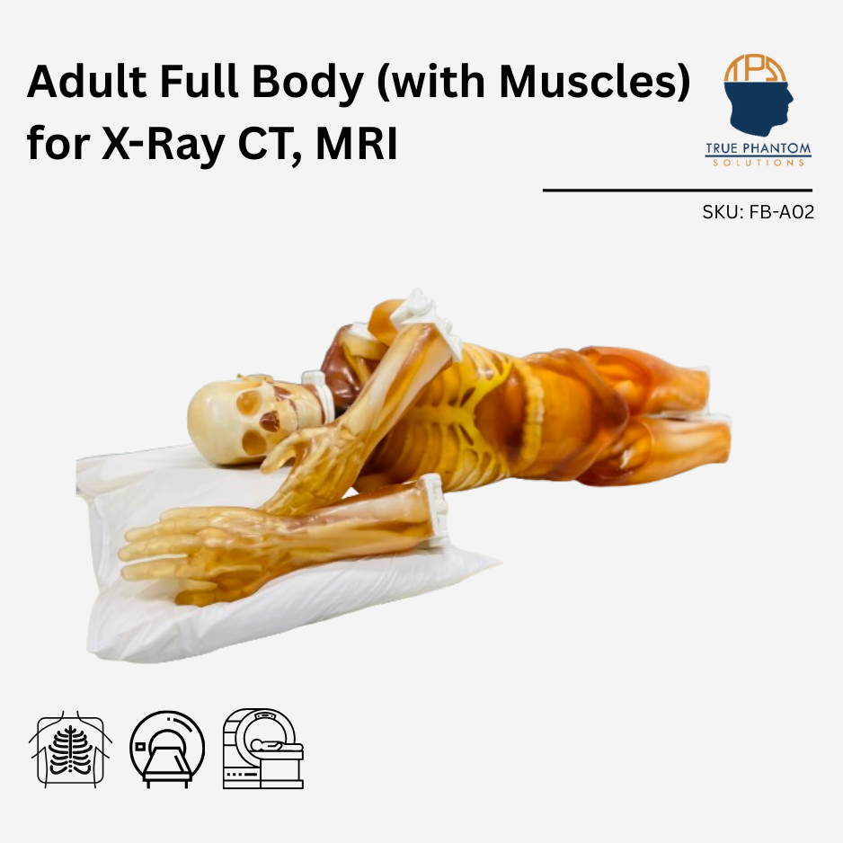 Adult Full Body (with Muscles) for X-Ray CT, MRI