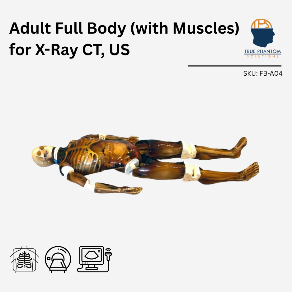 Adult Full Body (with Muscles) for X-Ray CT, US