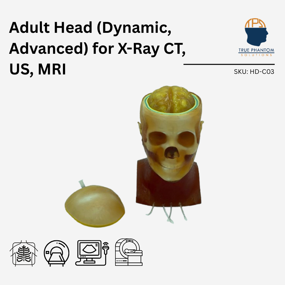 Adult Head (Dynamic, Advanced) for X-Ray CT, US, MRI
