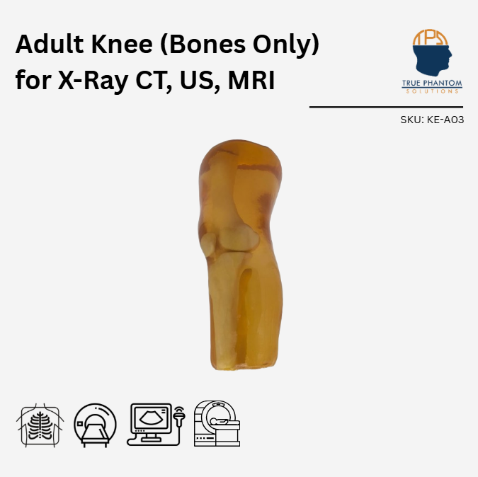 Adult Knee (Bones Only) for X-Ray CT, US, MRI