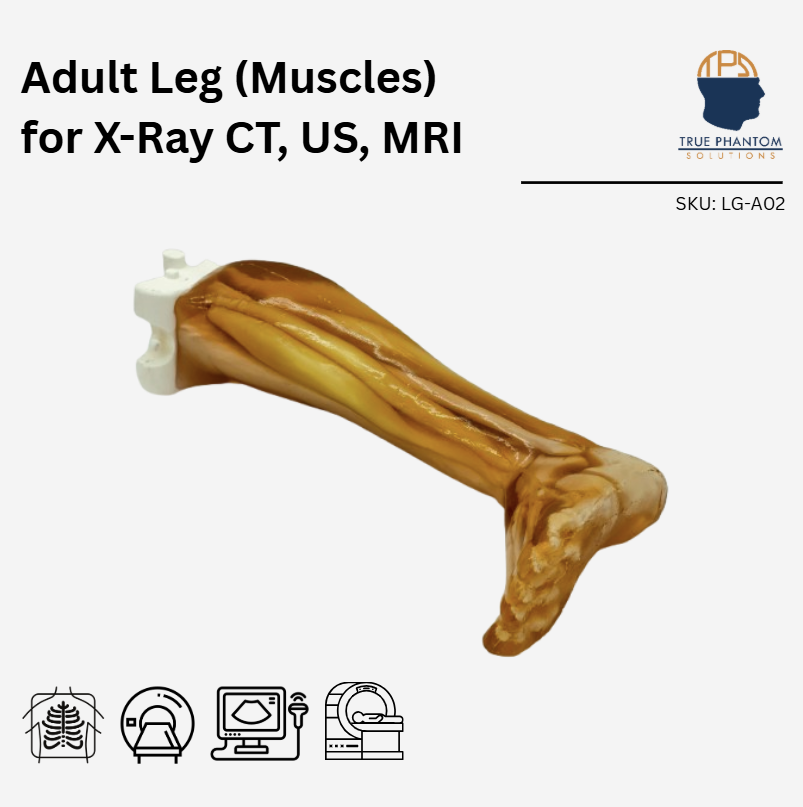 Adult Leg (Muscles) for X-Ray CT, US, MRI