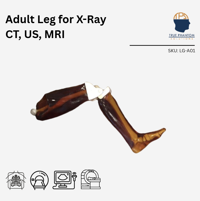 Adult Leg for X-Ray CT, US, MRI