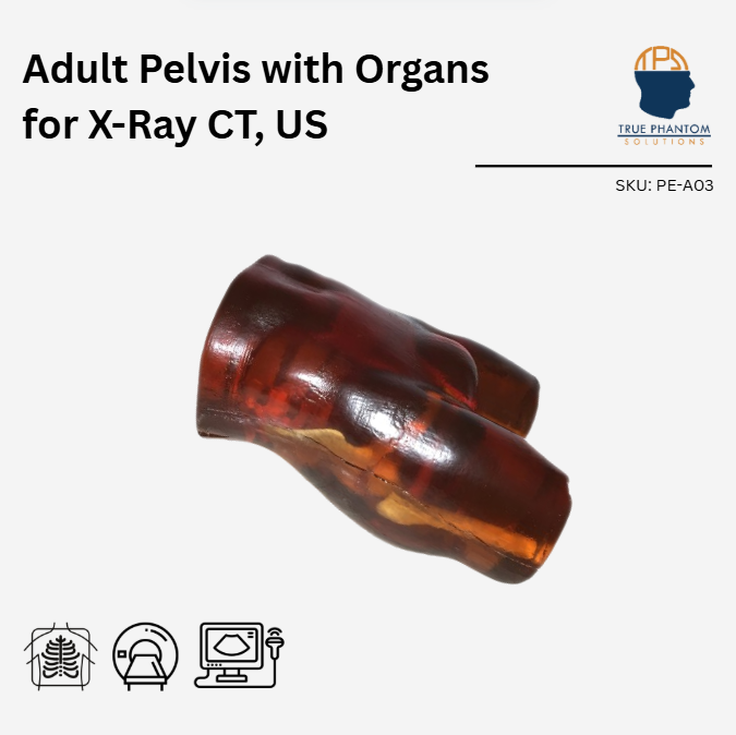 Adult Pelvis with Organs for X-Ray CT, US