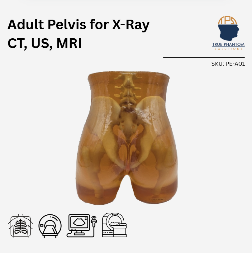 Adult Pelvis for X-Ray CT, US, MRI