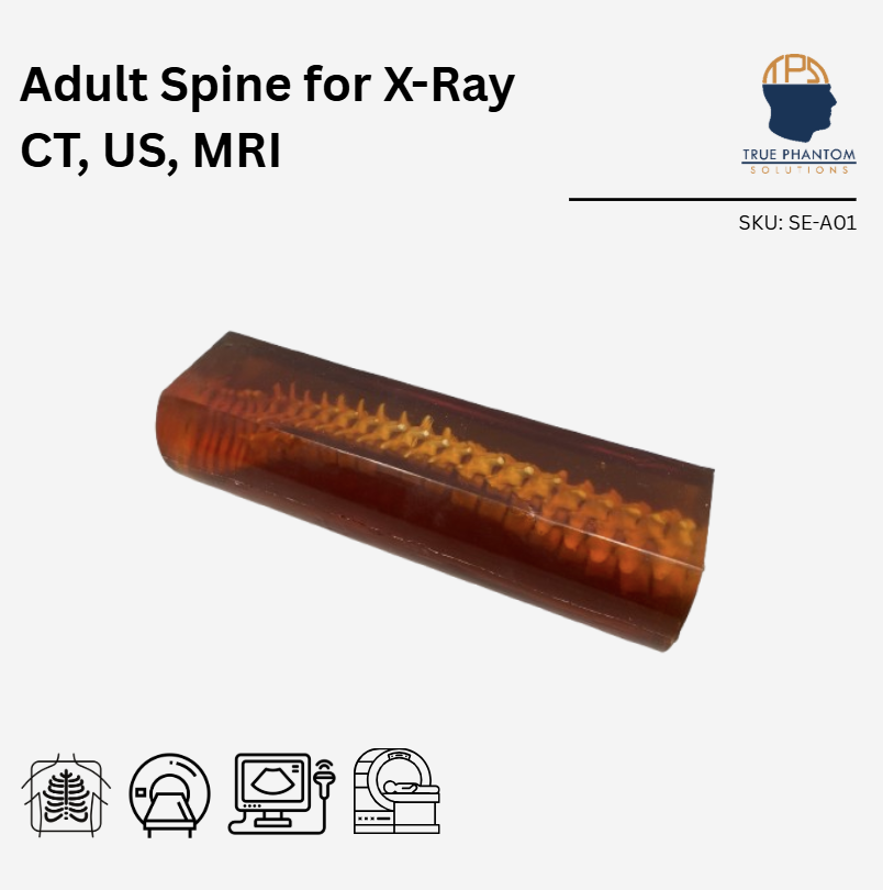 Adult Spine for X-Ray CT, US, MRI