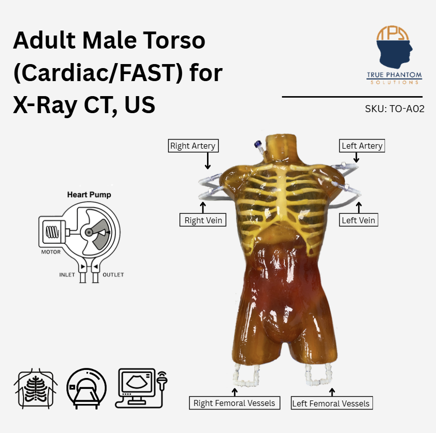 Adult Male Torso (Cardiac/FAST) for X-Ray CT, US