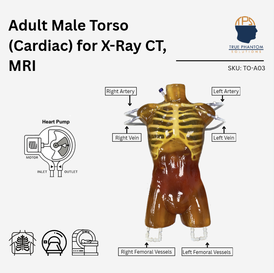 Adult Male Torso (Cardiac) for X-Ray CT, MRI