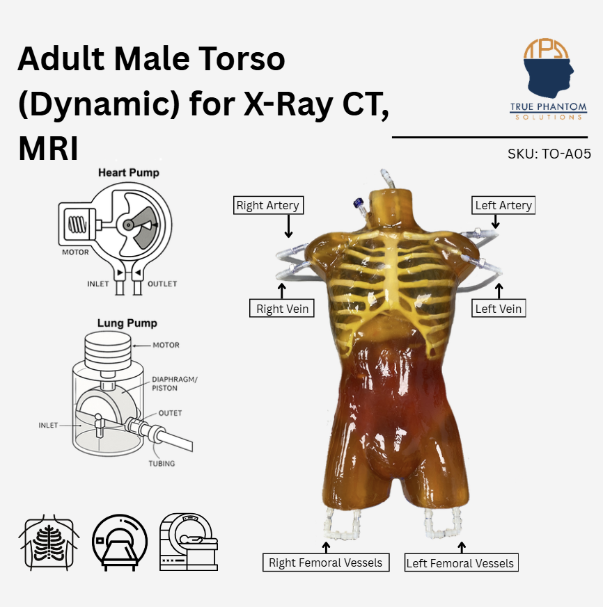 Adult Male Torso (Dynamic) for X-Ray CT, MRI