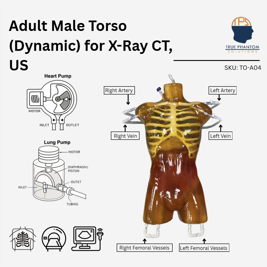 Adult Male Torso (Dynamic) for X-Ray CT, US