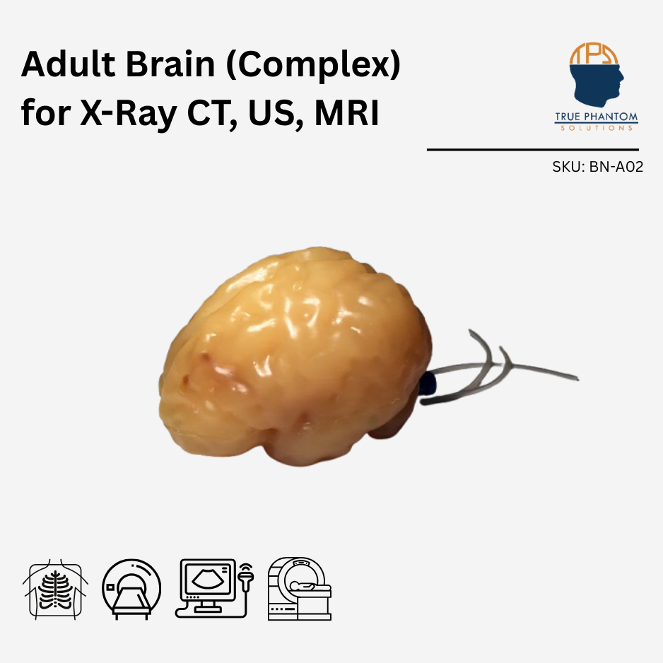 Adult Brain (Complex) for X-Ray CT, US, MRI