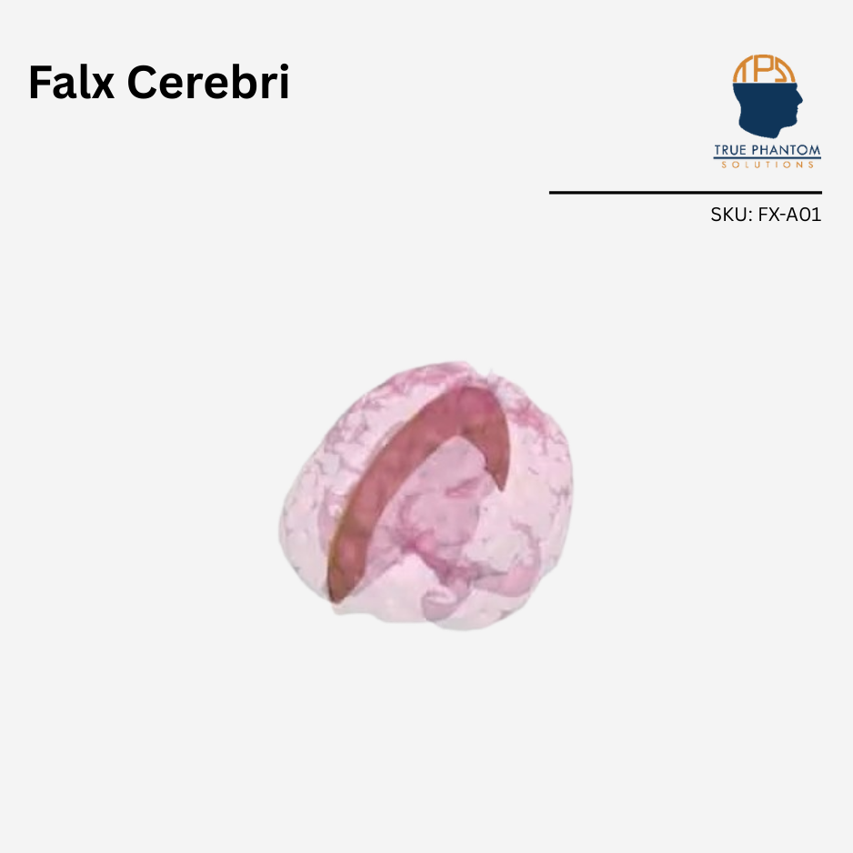 Falx Cerebri