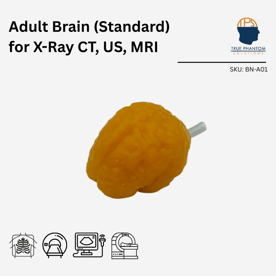 Adult Brain (Standard) for X-Ray CT, US, MRI