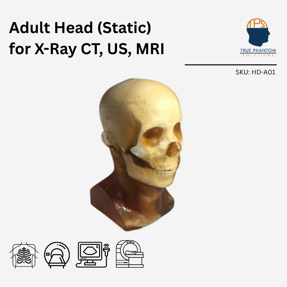 Adult Head (Static) for X-Ray CT, US, MRI